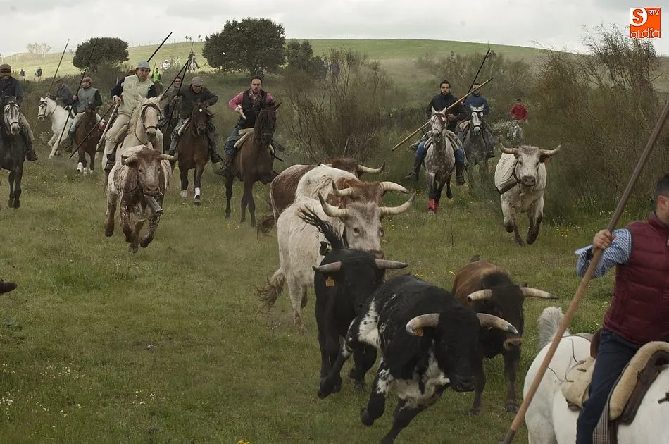 El encierro en plena bajada hacia la localidad | Fotos Adrián Martín