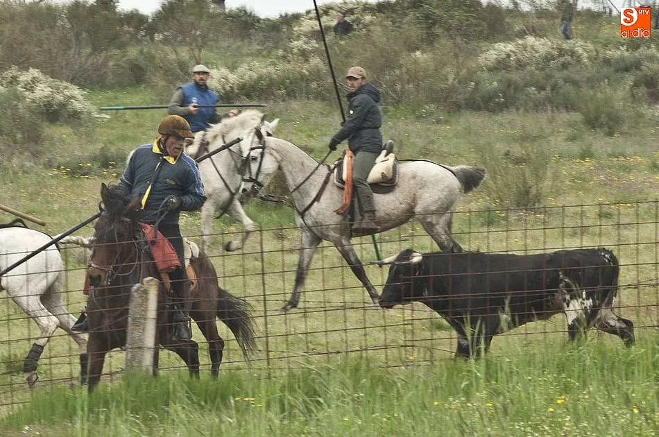Foto 11 - Los novillos de El Collado dan bastante guerra a los caballistas en el encierro dominical de...