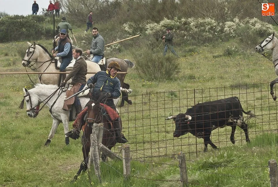 Foto 10 - Los novillos de El Collado dan bastante guerra a los caballistas en el encierro dominical de...
