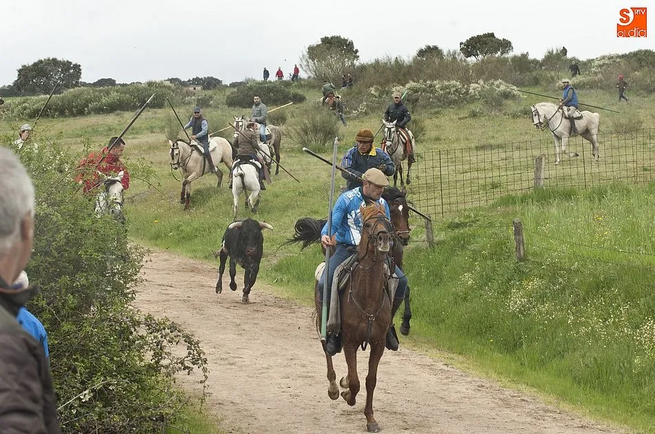 Foto 8 - Los novillos de El Collado dan bastante guerra a los caballistas en el encierro dominical de...