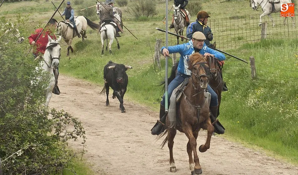 Foto 7 - Los novillos de El Collado dan bastante guerra a los caballistas en el encierro dominical de...