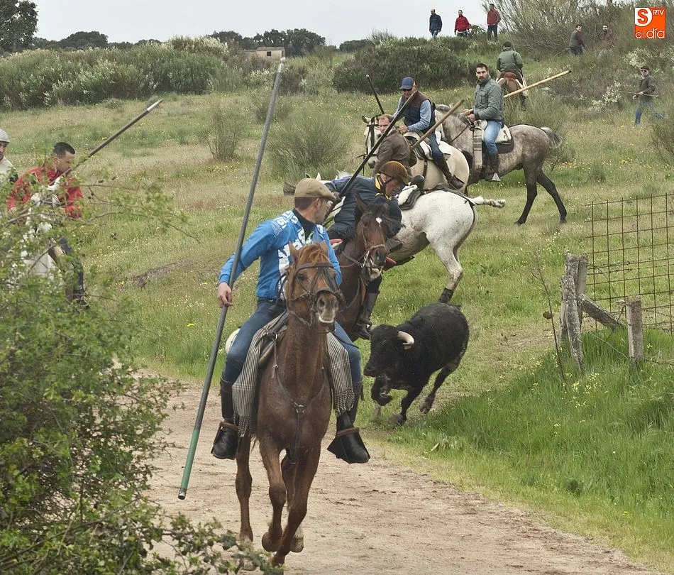 Foto 9 - Los novillos de El Collado dan bastante guerra a los caballistas en el encierro dominical de...