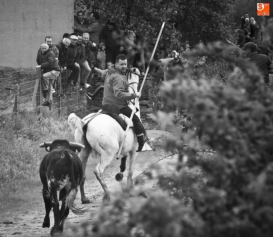 Foto 6 - Los novillos de El Collado dan bastante guerra a los caballistas en el encierro dominical de...