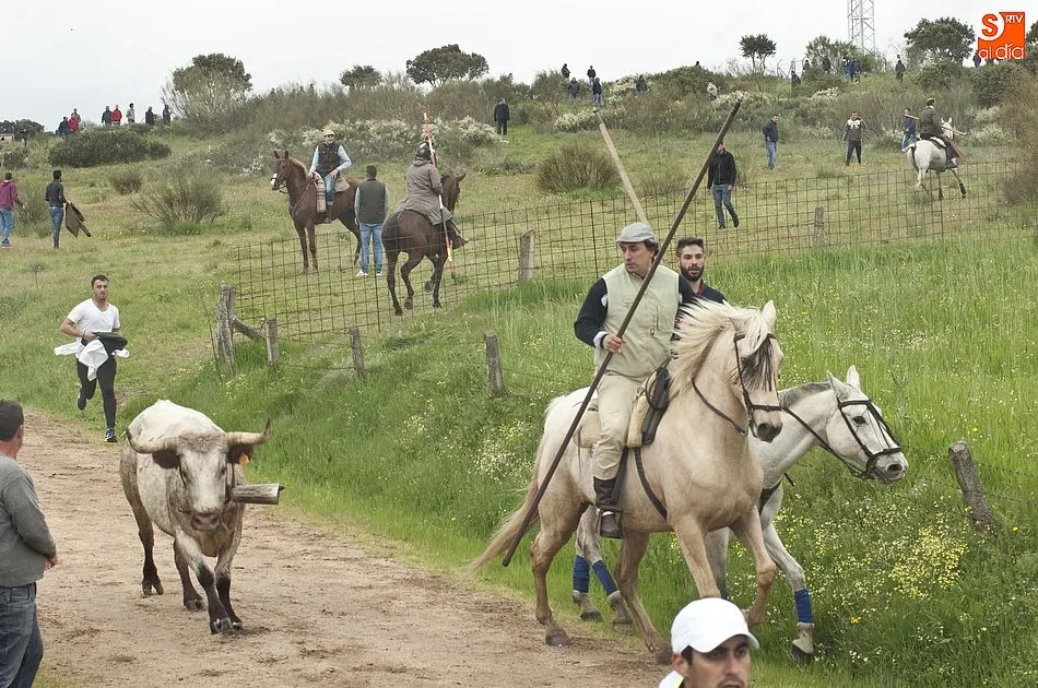Foto 5 - Los novillos de El Collado dan bastante guerra a los caballistas en el encierro dominical de...