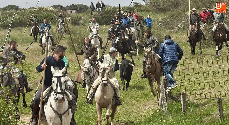 Foto 4 - Los novillos de El Collado dan bastante guerra a los caballistas en el encierro dominical de...