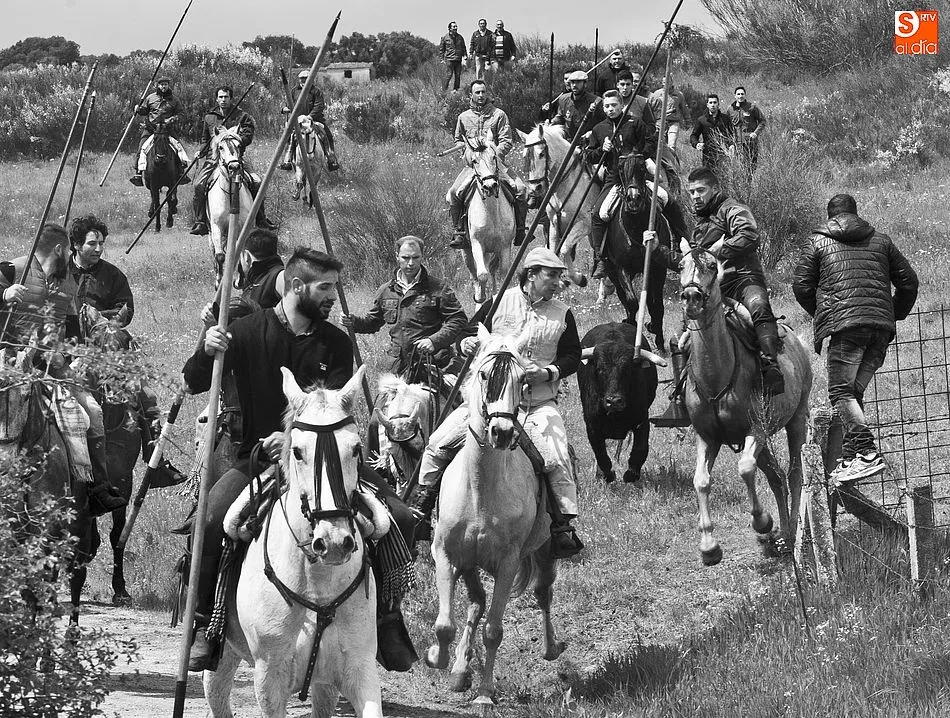 Foto 3 - Los novillos de El Collado dan bastante guerra a los caballistas en el encierro dominical de...