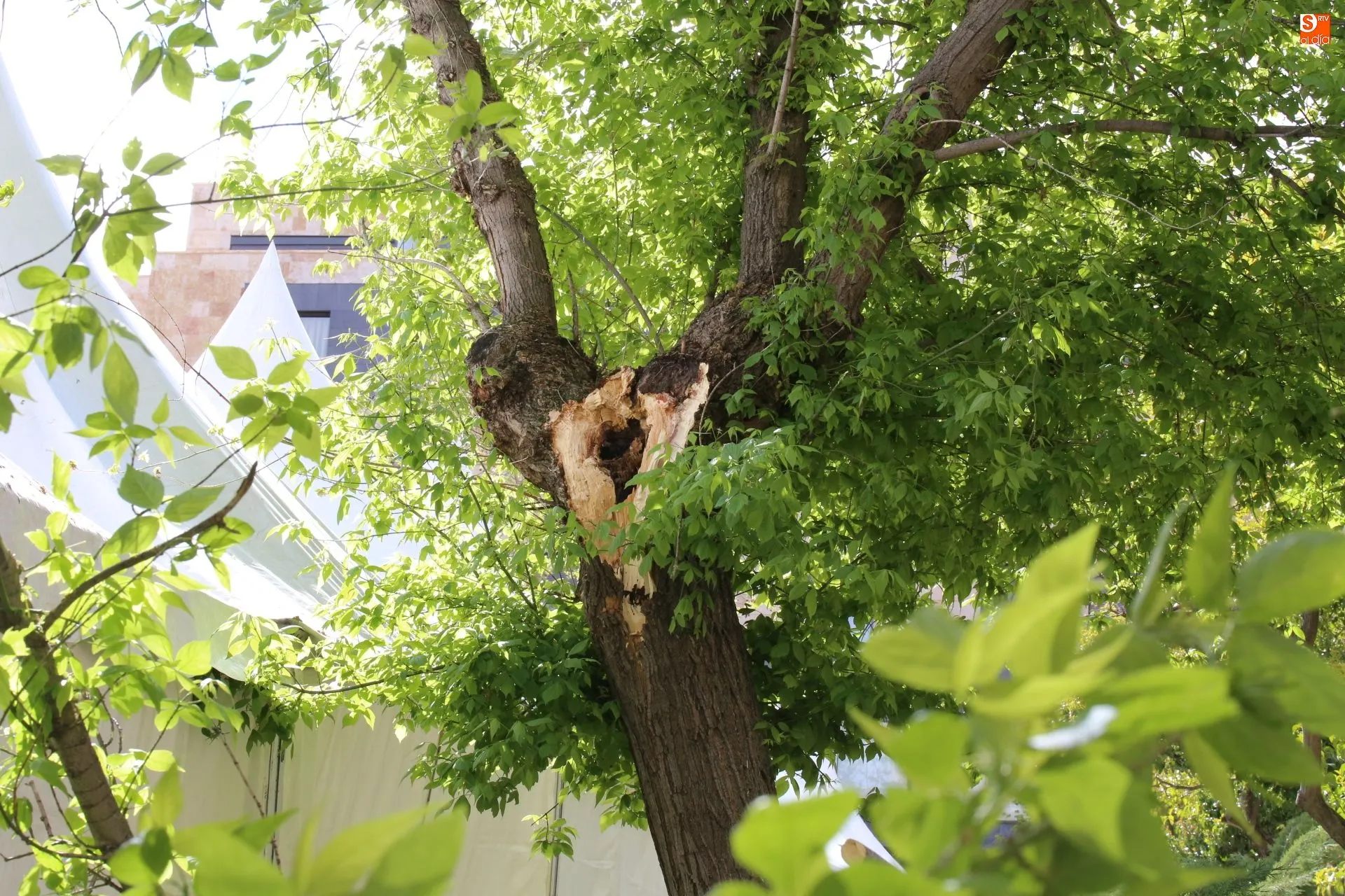 Hueco de la rama del árbol desplomada / Foto: Alberto Martín