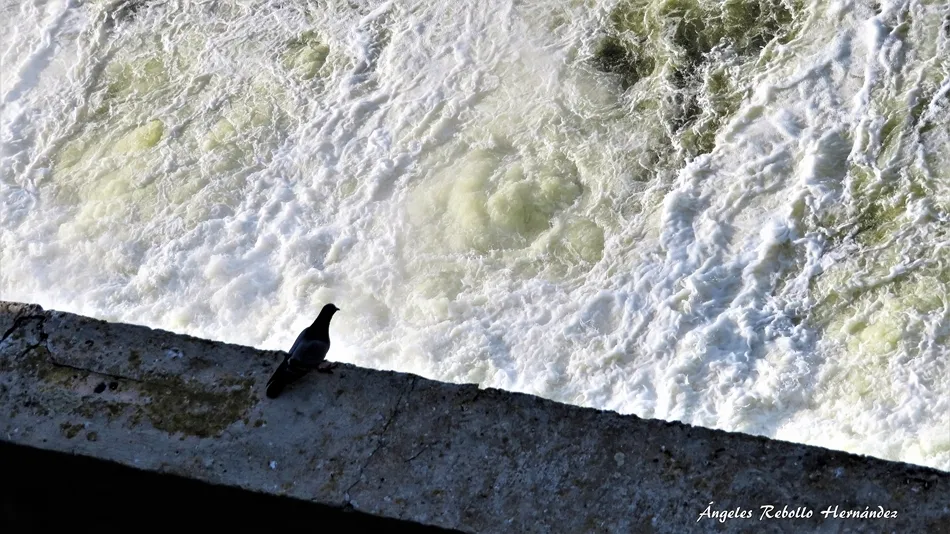 El vuelo frente al agua