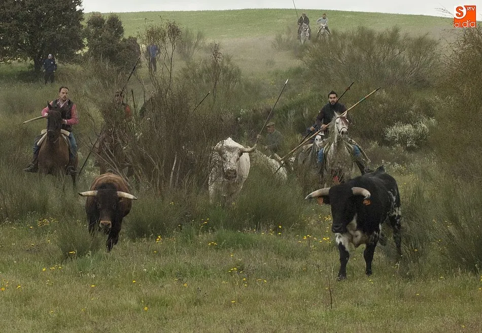 Los eventos taurinos de la jornada del sábado en Gallegos, en vídeo  