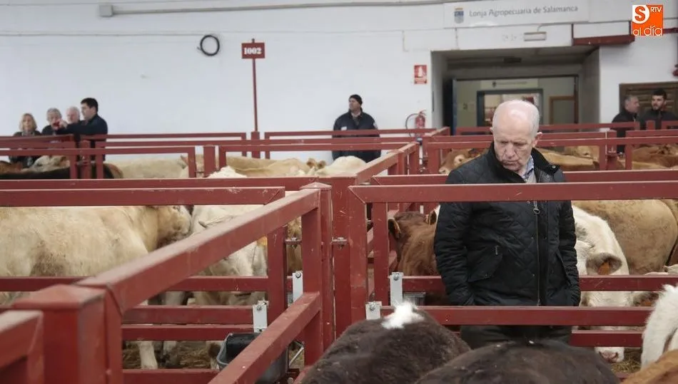 Representantes de mercados de ganado de siete países europeos visitan el recinto salmantino. Fotos: Alejandro López