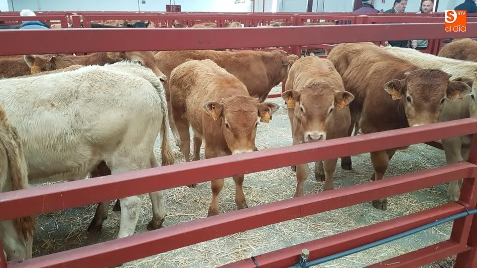 Flojo mercado de vacuno con precios estables
