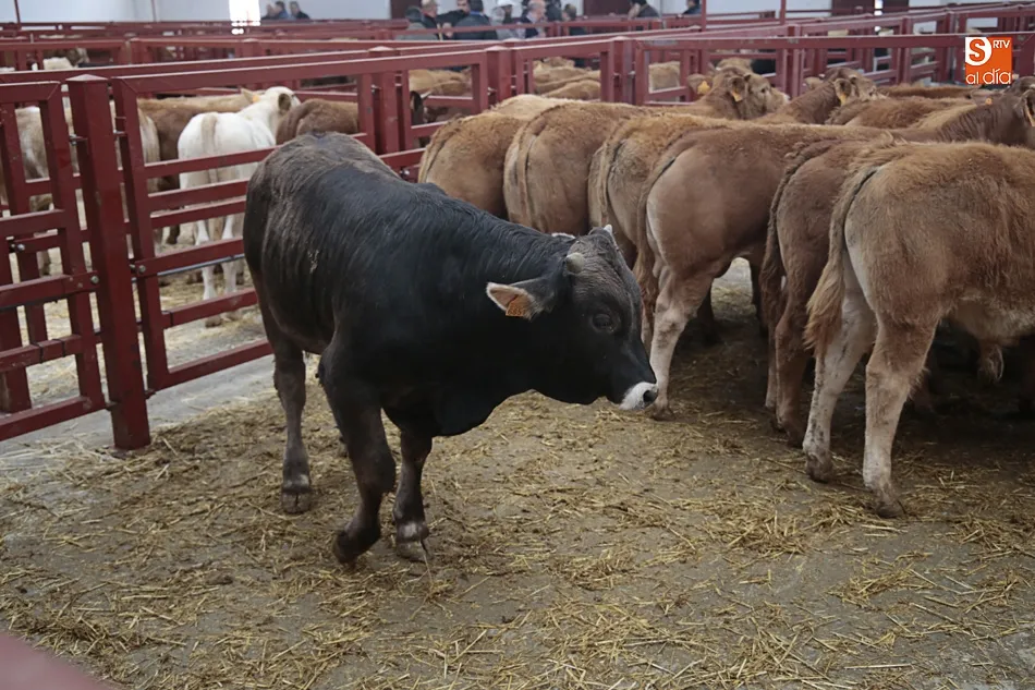 Foto 7 - Sanidad y bienestar animal, los principales retos de los mercados de ganado europeos
