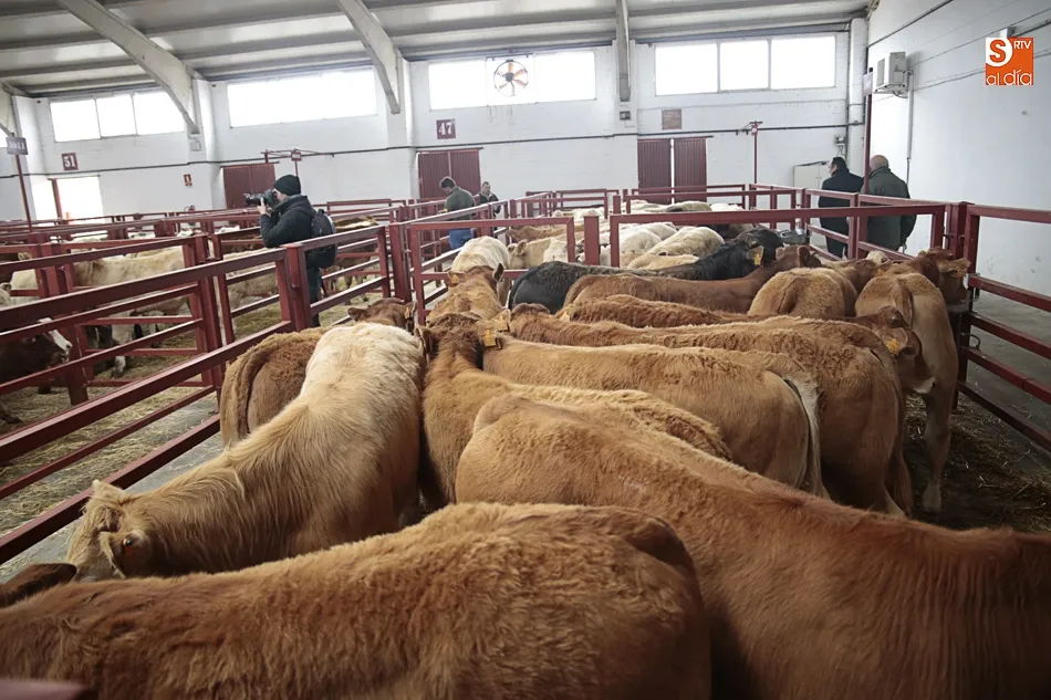 Foto 5 - Sanidad y bienestar animal, los principales retos de los mercados de ganado europeos
