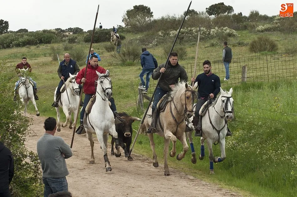 Lo mejor de la última jornada de las fiestas de Gallegos de Argañán, en vídeo  