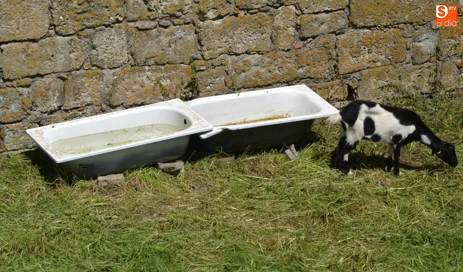 Foto 8 - El ej&eacute;rcito animal encargado de limpiar los fosos, sin Puente  