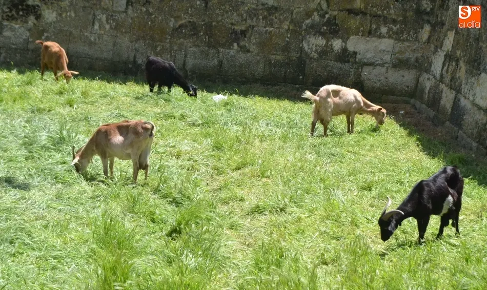 El ejército animal encargado de limpiar los fosos, sin Puente  
