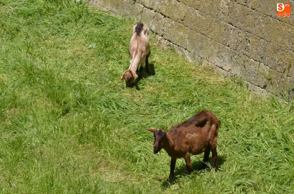 Foto 9 - El ej&eacute;rcito animal encargado de limpiar los fosos, sin Puente  