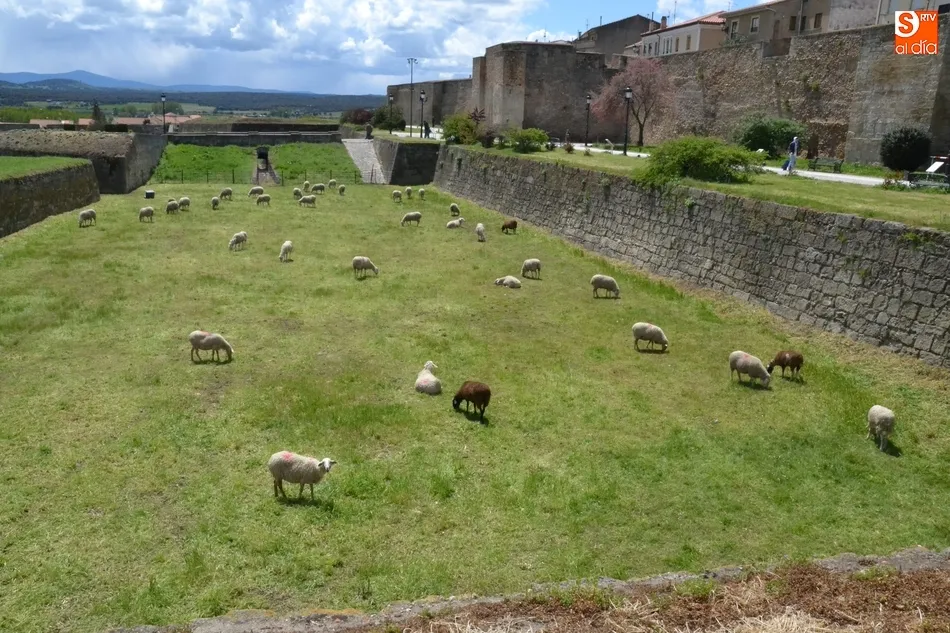 Foto 7 - El ej&eacute;rcito animal encargado de limpiar los fosos, sin Puente  