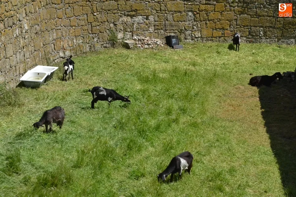 Foto 10 - El ej&eacute;rcito animal encargado de limpiar los fosos, sin Puente  