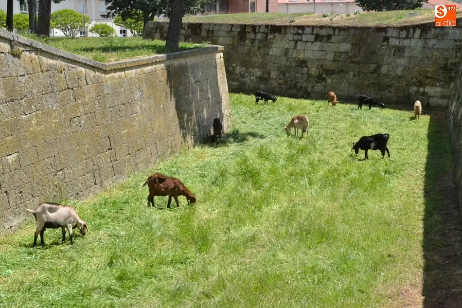 Foto 11 - El ej&eacute;rcito animal encargado de limpiar los fosos, sin Puente  