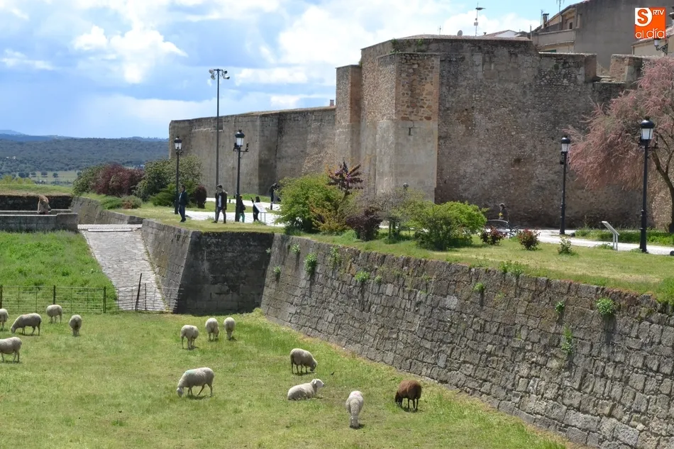 Foto 5 - El ej&eacute;rcito animal encargado de limpiar los fosos, sin Puente  