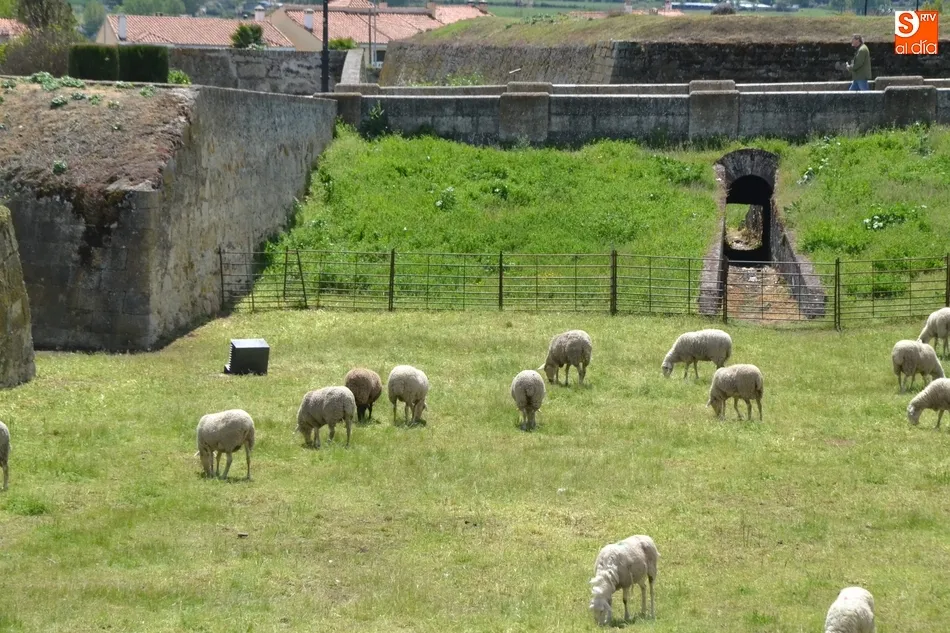 Foto 4 - El ej&eacute;rcito animal encargado de limpiar los fosos, sin Puente  