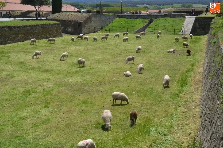 Foto 3 - El ej&eacute;rcito animal encargado de limpiar los fosos, sin Puente  