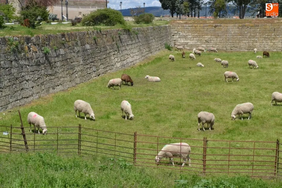 Foto 2 - El ej&eacute;rcito animal encargado de limpiar los fosos, sin Puente  
