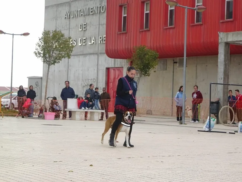 Foto 4 - Exhibici&oacute;n de la interesante labor de los perros de rescate en Villares de la Reina