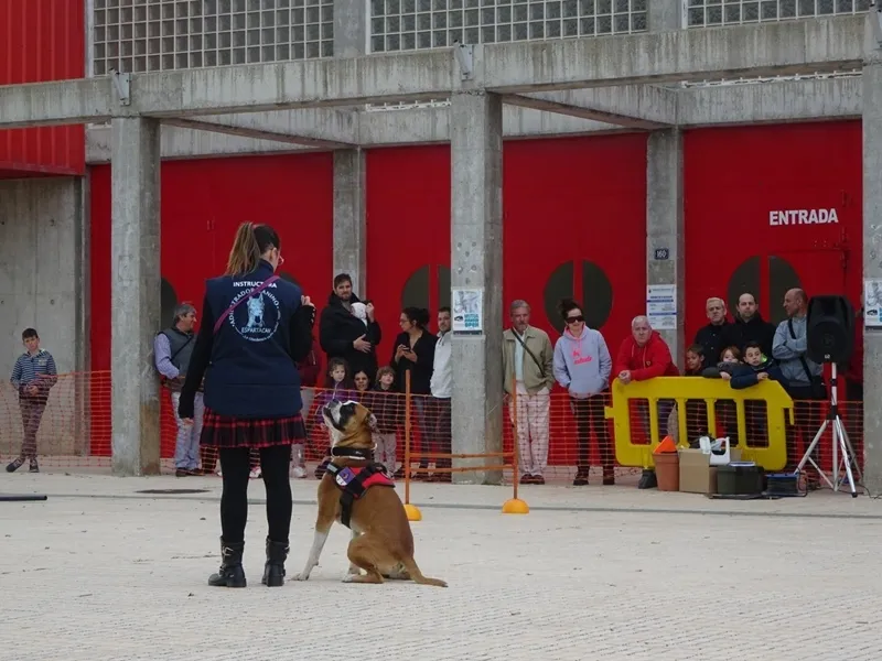 Foto 3 - Exhibici&oacute;n de la interesante labor de los perros de rescate en Villares de la Reina