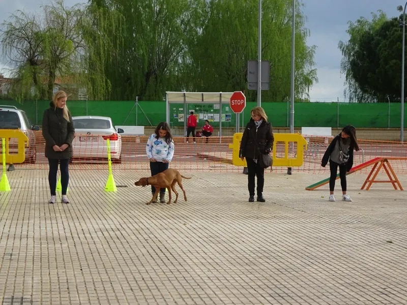 Foto 2 - Exhibici&oacute;n de la interesante labor de los perros de rescate en Villares de la Reina