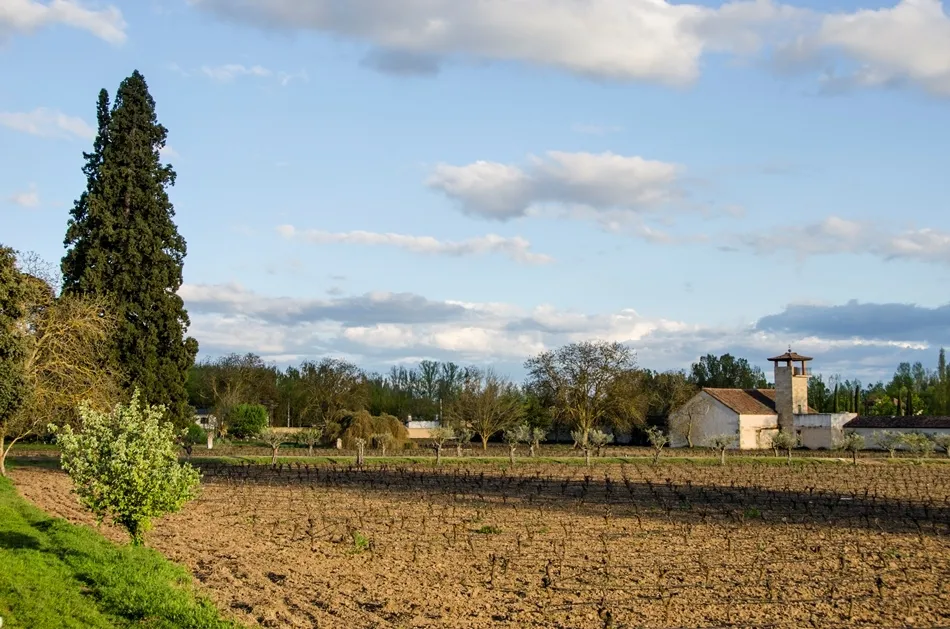 Foto 5 - Vi&ntilde;a mimada