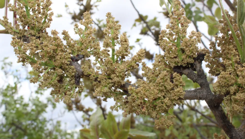 El pistacho, un cultivo rentable pero a muy largo plazo. Fotos: Asaja Salamanca