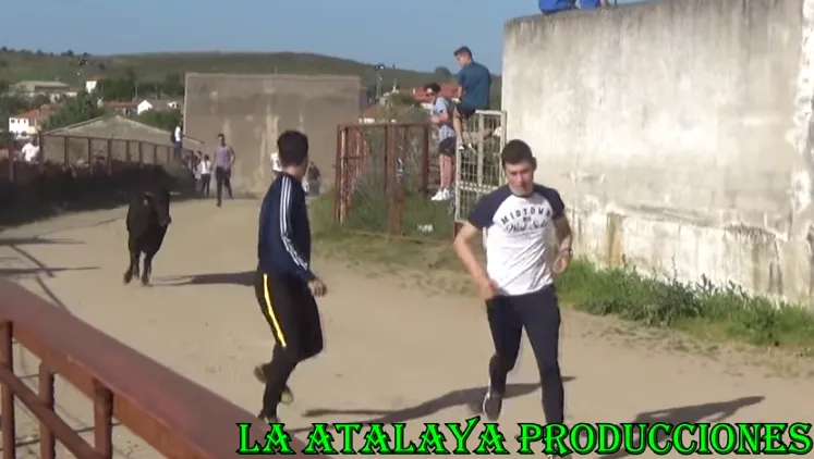 Repaso en vídeo a los eventos taurinos de las fiestas de Saelices  