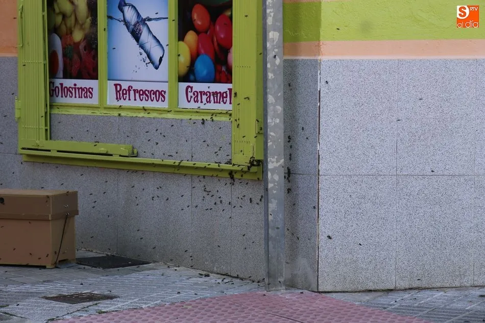 Foto 3 - El cuerpo de bomberos act&uacute;a en la calle Vid por un enjambre de abejas  