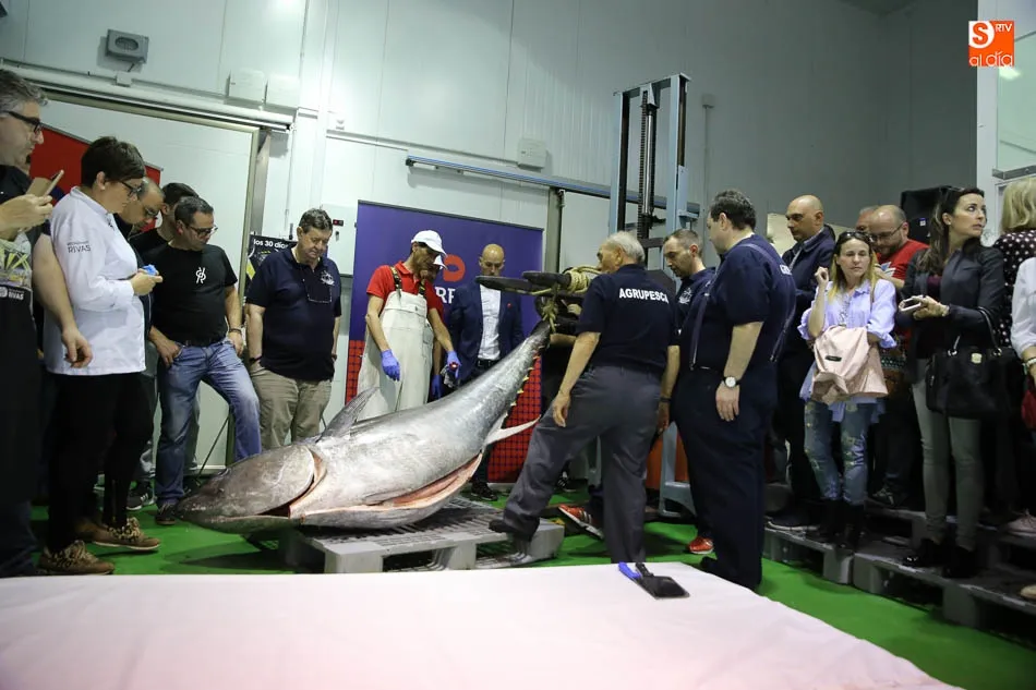 Foto 11 - El tradicional &lsquo;Ronqueo del At&uacute;n Rojo&rsquo; regresa a las instalaciones de Agrupesca  