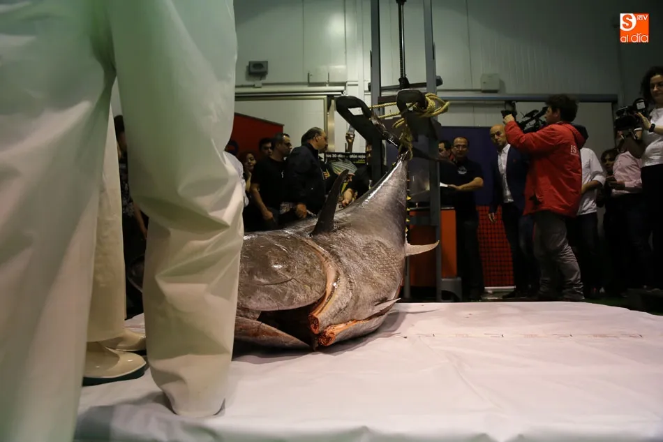 Foto 4 - El tradicional &lsquo;Ronqueo del At&uacute;n Rojo&rsquo; regresa a las instalaciones de Agrupesca  