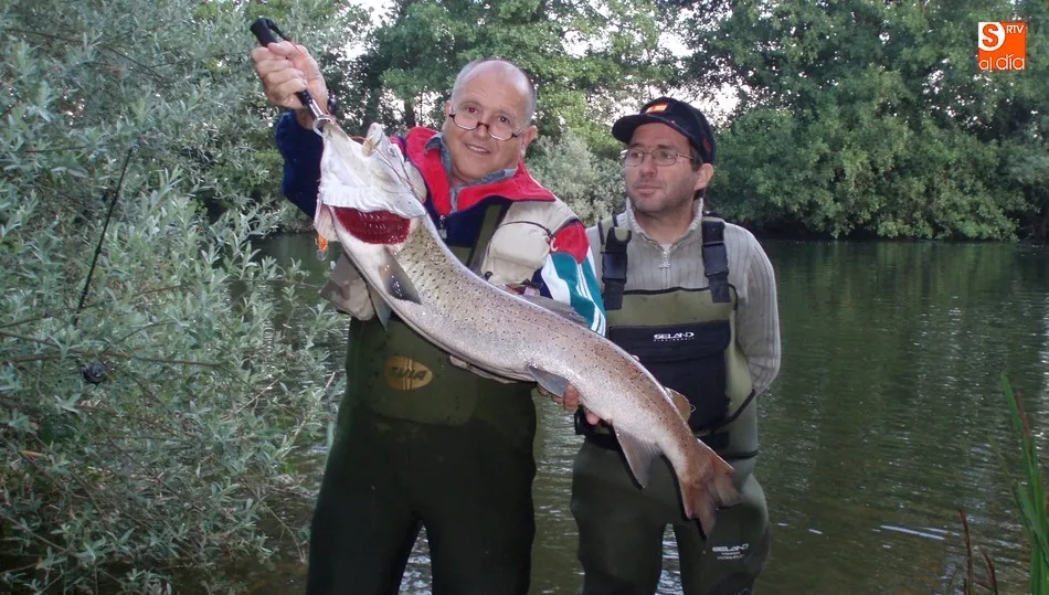 Un ejemplar de hucho capturado en el Tormes una temporada anterior