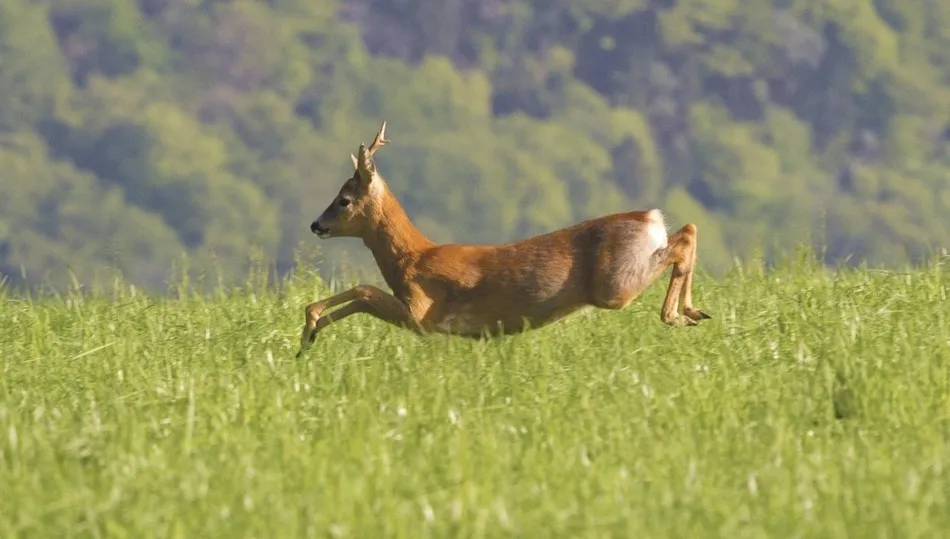 Tener en cuenta la dirección del viento es fundamental para realizar la aproximación