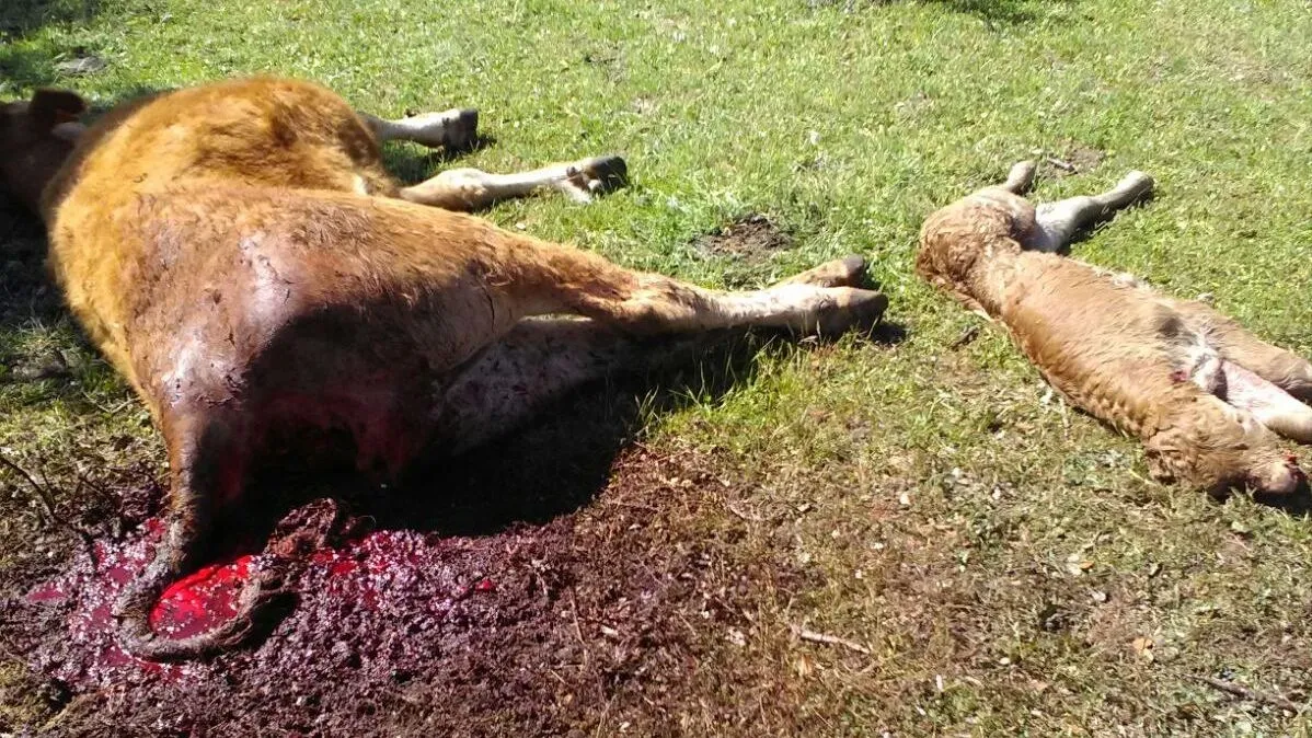 Madre y ternero recién parido muertos por los buitres