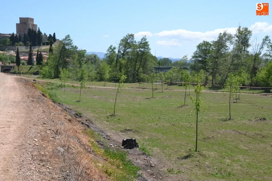 El césped empieza a brotar en las zonas deforestadas en otoño  