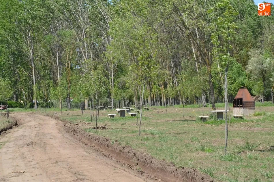 Foto 7 - El c&eacute;sped empieza a brotar en las zonas deforestadas en oto&ntilde;o  