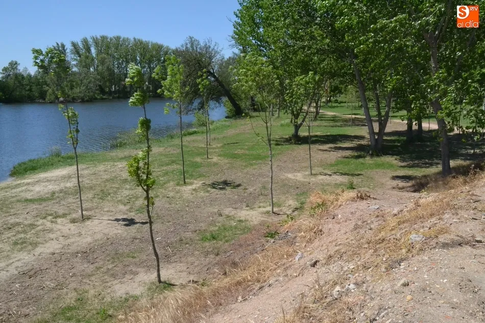 Foto 2 - El c&eacute;sped empieza a brotar en las zonas deforestadas en oto&ntilde;o  