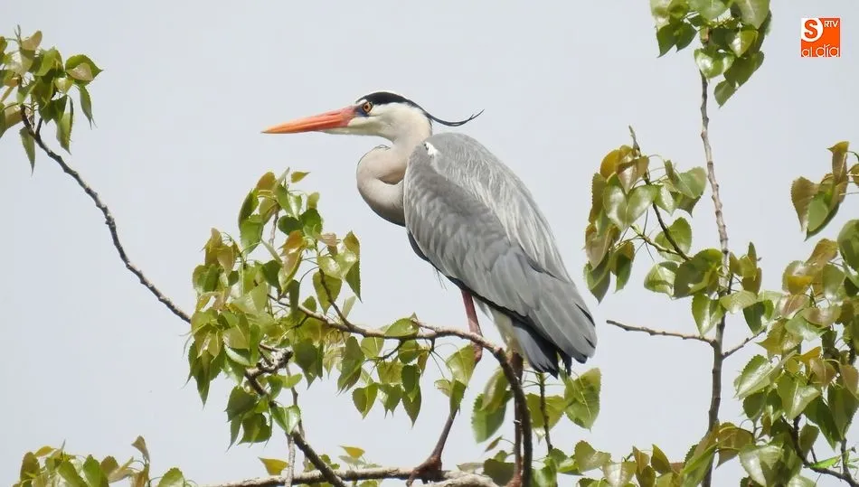 FOTO: JULIÁN MATEOS