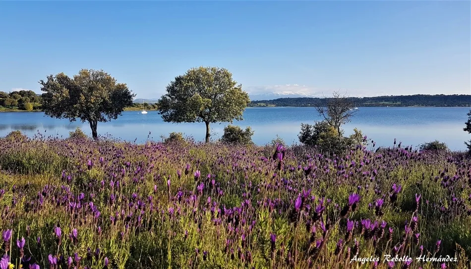 El tomillo del Corpus