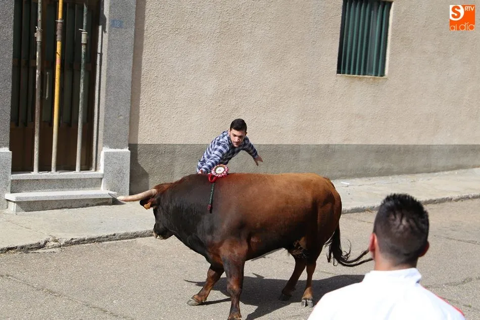 Foto 10 - El III Toro de San Isidro re&uacute;ne a cientos de aficionados