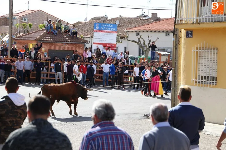 Foto 9 - El III Toro de San Isidro re&uacute;ne a cientos de aficionados