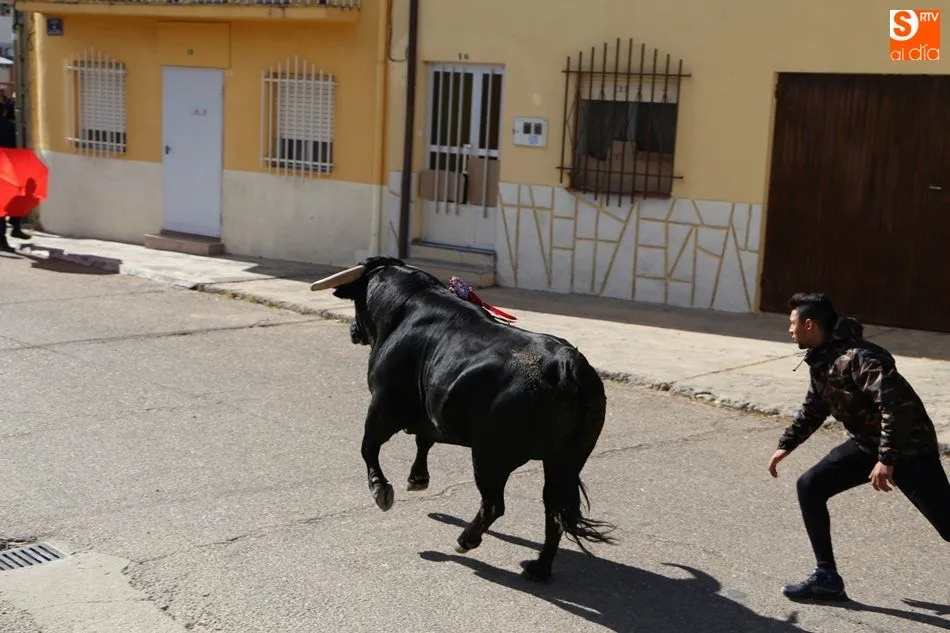 Foto 8 - El III Toro de San Isidro re&uacute;ne a cientos de aficionados