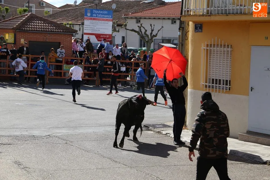 Foto 5 - El III Toro de San Isidro re&uacute;ne a cientos de aficionados