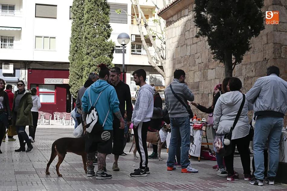 Foto 11 - Rosa Hern&aacute;ndez: &ldquo;Hay que concienciar de que hay que coger gatos, esterilizarlos, soltarlos y...